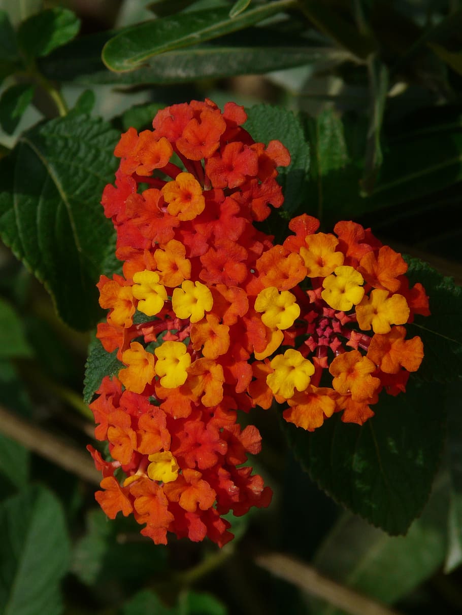  Lantana.