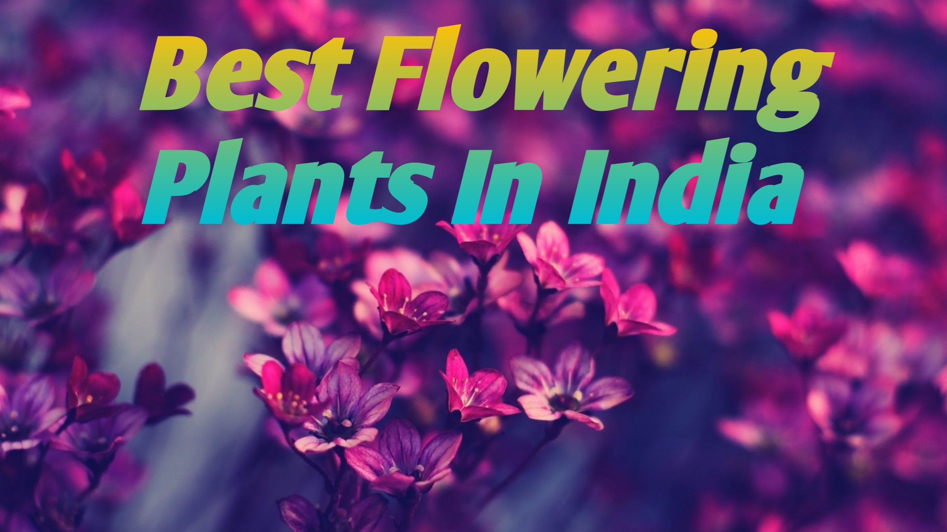 Best Flowering Plants in India
